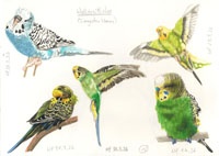 Budgies, Nicole Hörold